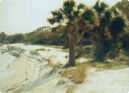 Ossabaw Island Thumbnail