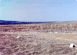 Planting 8,000 Trees Thumbnail