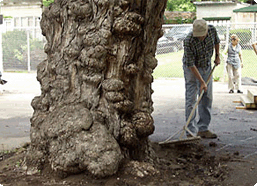 Erie Project Thumbnail